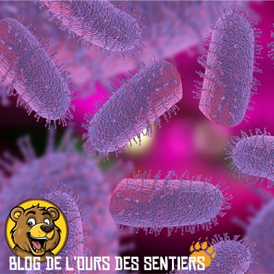 les bactéries présentes dans l'eau sont éliminées par des filtres à fibres creuses