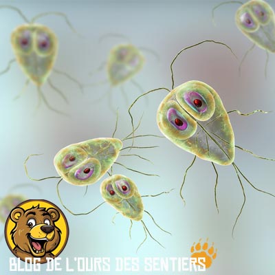 les protozoaires sont des micro organismes souvent pathogènes dans l'eau potable