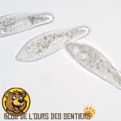 Le traitement de filtration de l'eau permet d'éliminer la présence de protozoaires dont beaucoup sont des vecteurs de maladies graves
