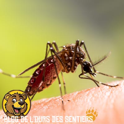 Surceur de sang, seule la femelle va piquer pour se nourrir de sang contrairement au mâle qui est un butineur paisible de fleurs