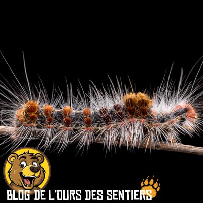 Les chenilles à poils sont plus dangereuses à cause de l'effet urticant de leurs poils plutôt que par leur agressivité naturelle