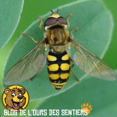 La syrphe, mouche aux couleurs d'une guêpe, est totalement inoffensive car elle ne possède pas de dard pour piquer