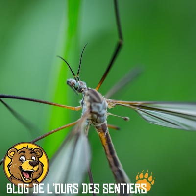 Le tipule est de la même famille que les moustiques, et beaucoup plus gros, mais il est totalement inoffensif pour l'homme