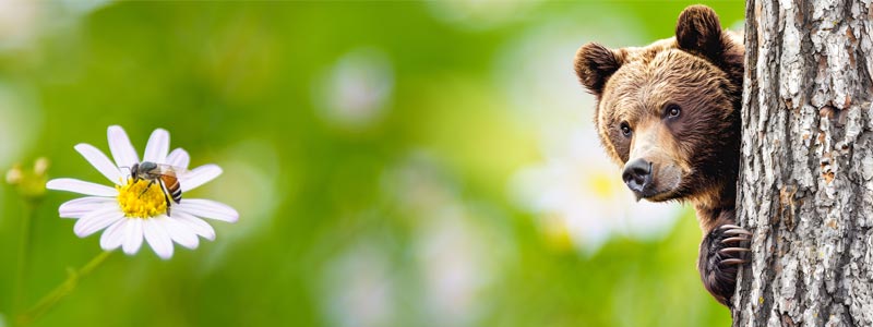 Se protéger des insectes dans la nature en randonnée ou bivouac est le meilleur moyen d'éviter les piqures