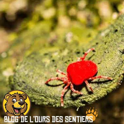 Les démangeaisons dues aux piqures d'aoutats sont très dérangeantes pour le randonneur qui n'a pas su se protéger