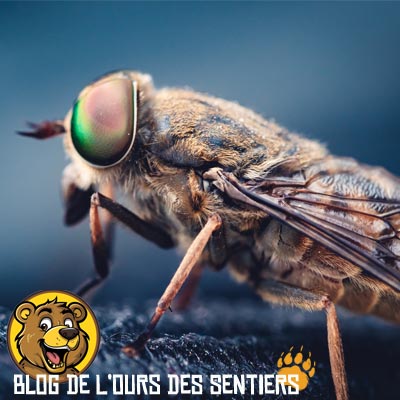 Le Taon est une grosse mouche qui pique pour se nourrir de sang et dont la piqure est très douloureuse et qui peut s'infecter rapidement