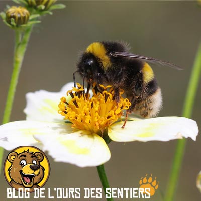 Le bourdon est un hyménoptère de la famille des abeilles qui peut provoquer de très grosses douleurs lors de sa piqure
