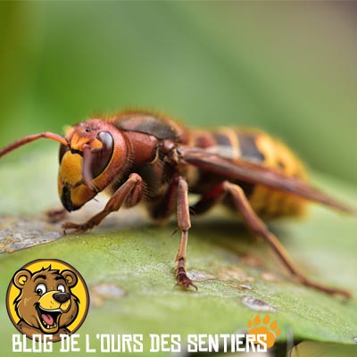 La piqure du frelon est extrêmement douloureuse et peut souvent entrainer des complications allergiques