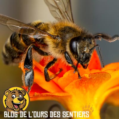 L'abeille est un insecte piqueur mais qui ne fait que se défendre. Sans cela elle ne cherchera pas à vous piquer