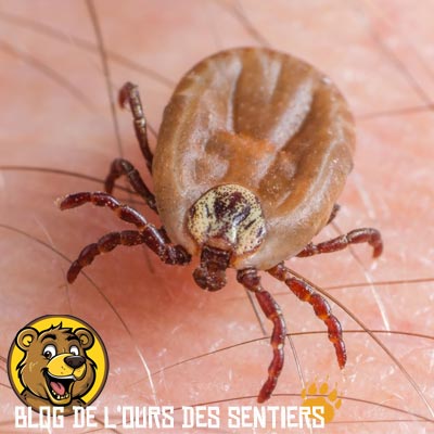 Vecteur de maladies pouvant être graves, la tique est un acarien parasite hématophage vecteur de maladies grave comme la borreliose de Lyme