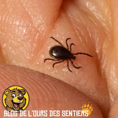 La tique, parasite des animaux à sang chaud est vectrice de maladies graves dont la maladie de lyme
