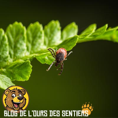 Au printemps, avec le remontée des températures, la tique devient active et prête à piquer ses proies à sang chaud
