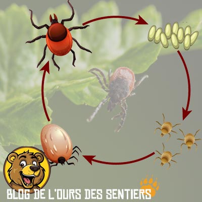 Qu'elle soit larve nymphe ou adulte, la tique est capable de piquer l'homme à chaque instant