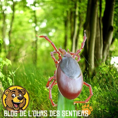 En piquant son hote, la tique peut lui apporter la maladie de lyme via la bacterie borrelia