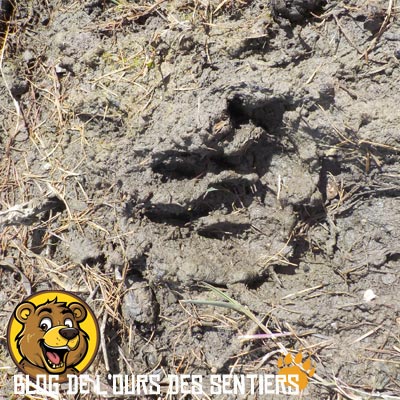 cretains populations de milieux arides vont utiliser des crottes de troupeaux séchées au soleil pour cuisiner