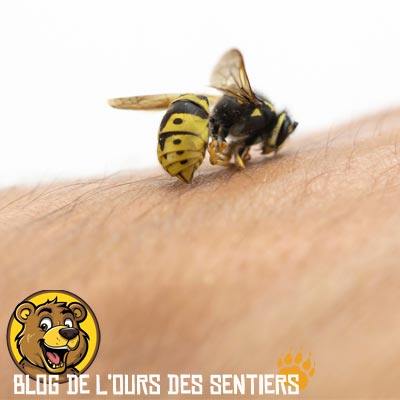 Douloureuse, la piqure de guêpe entraine des rougeurs et gonflement de la peau avec le risque de complications si elle vous a piqué plusieurs fois