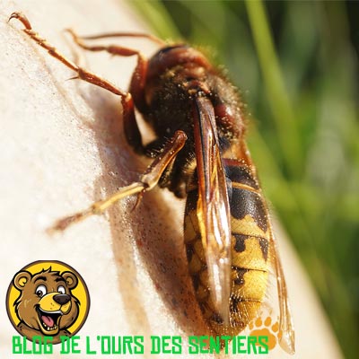 Le frelon peut provoquer des piqures très douloureuses et suivies de réactions allergiques cutanées plus importantes du fait de la grande quantité de venin injectée