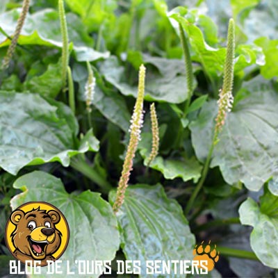 Pour bénéficier d'un effet calmant sur une piqure d'insecte, le jus de plantain aura un effet contre les démangeaisons et est également antiseptique