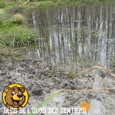 Boire de l'eau d'un point d'eau fréquenté par les animaux suvages et très risqué en terme sanitaire et d'infections par les bactéries et les virus