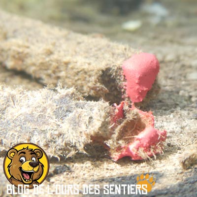 Les embouts phosphore des allumettes buchettes CAO ne sont pas de bonne qualité et sont très fragiles sans permettre d'allumer le moindre feu