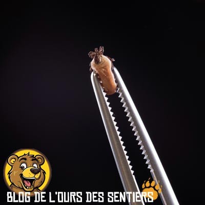 Enlever une tique avec une pince à épiler traditionnelle est possible si cette dernière n'est pas trop petite ni trop enfoncée dans la peau