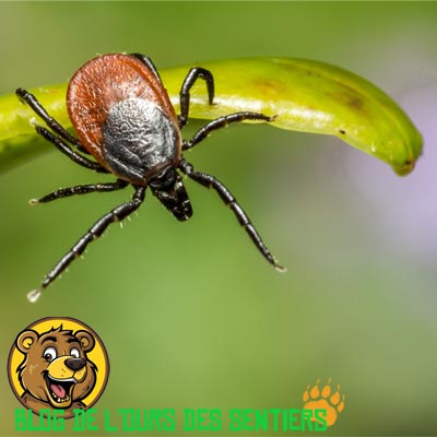 Vecteur de maladies dangereuses pour l'homme, la tique est le parasite le plus redouté par les randonneurs sur les chemins comme dans les forets