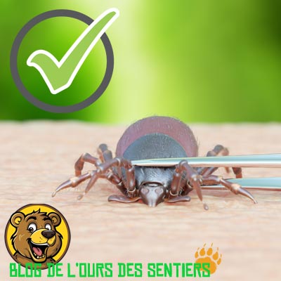 Bien décrocher une tique par la tête et non son corps pour éviter toute contamination par la borréliose et la maladie de lyme