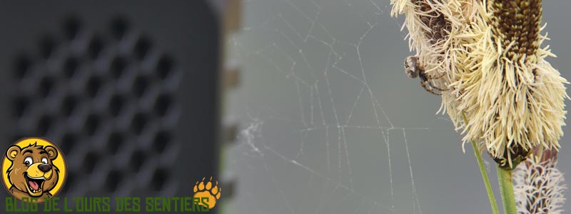 Vue d'une petite araignée très peu dérangée par les ultrasons du répulsif électronique EMR10 Nitecore