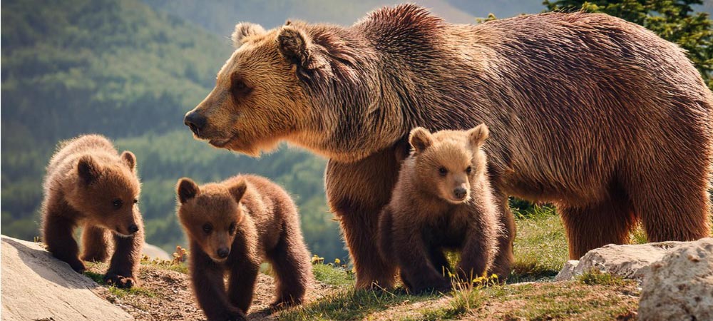 L'ours des sentiers, le blog des passionnés de la randonnée